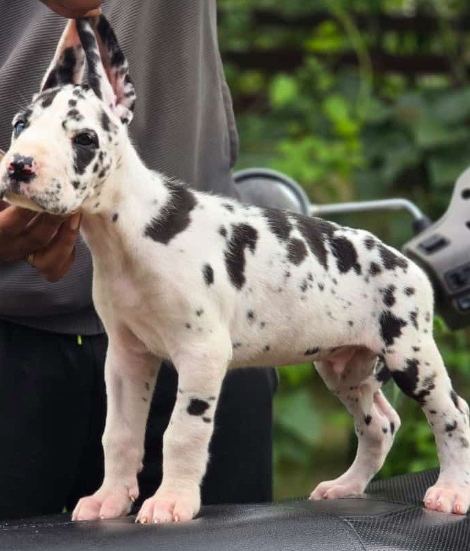 Buy Vaccinated  Great Dane Puppy from Kolkata